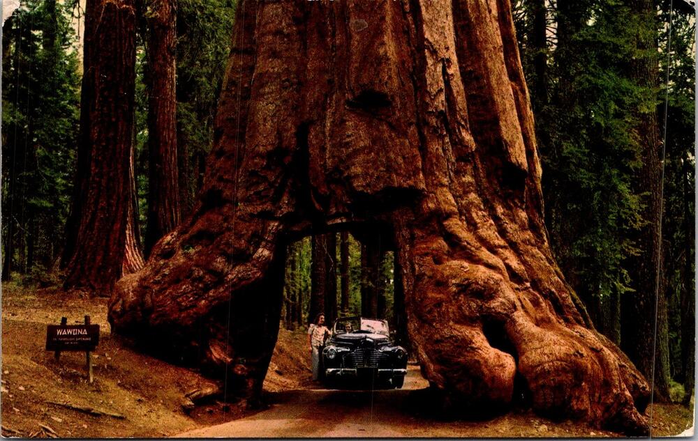 Yosemite National Park Wawona Tunnel Tree CA 1956 Vintage Postcard SP17-16